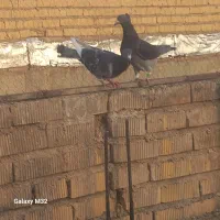 کبوتر پلاکی‌درزرقان|پرنده|شیراز, اکبر آباد|دیوار