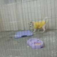 میکس اشپیتز سه ماه ونیمه پسر|سگ|مشهد, شهید بصیر|دیوار