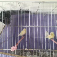 قناری گلستر|پرنده|بیرجند, |دیوار