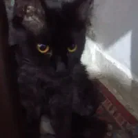 گربه ماده تازه زایمان کرده