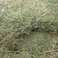 یونجه خالص چین اول و دوم سبز وخشک|حیوانات مزرعه|مشگین شهر, |دیوار