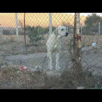 پژدر خالص|سگ|قره ضیاالدین, |دیوار