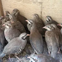 بلدرچین های ۴ماهه پرورشی