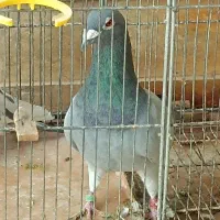 کبوتر یا کفتر پلاکی وپاکستانی|پرنده|پرند, فاز ۳|دیوار