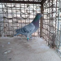 کبوتر پلاکی|حیوانات|اصفهان, الهیه|دیوار