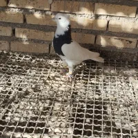 طوقی نر وماده