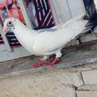 کبوتر نر