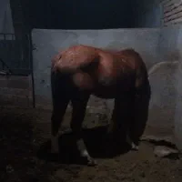 اسب ترکمن|اسب و تجهیزات اسب‌سواری|سبزوار, شرق کال میانی|دیوار