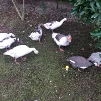 قاز جوون.|حیوانات مزرعه|پره‌سر, |دیوار