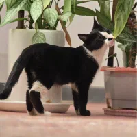 واگذاری بچه گربه ماده|گربه|سنندج, |دیوار