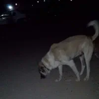 واگذاری توله های سگ نگهبان|سگ|میانه, |دیوار