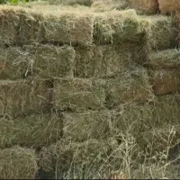 علف یونجه و خشه قارشق پرس والباغی موجود هست