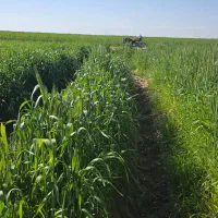 فروش ۱۳ هکتار زمین کشاورزی