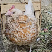 مرغ تورنگین|حیوانات مزرعه|تهران, جوادیه|دیوار