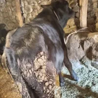 گوساله های سیاه رنگ اصل