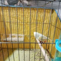 قناری ماده لیمویی مست مست|پرنده|کازرون, |دیوار