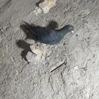 کلاغ|موتورسیکلت|رفسنجان, |دیوار