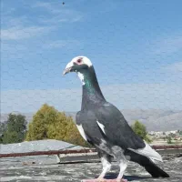 کفتر.کبوتر.قره