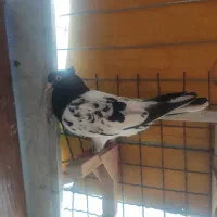 کله سیاه یهودی