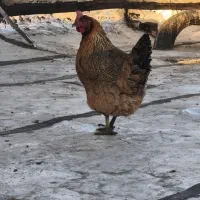 مرغ تخمگذار