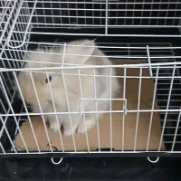 خرگوش لوپ خارجی|موش و خرگوش|نهاوند, |دیوار