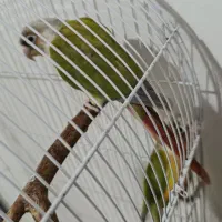 گیرینچیک و جوجه