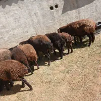 بره|حیوانات مزرعه|هشتگرد, تهران دشت|دیوار