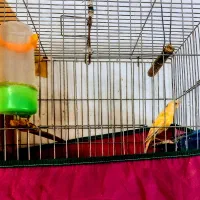 قناری سهره|پرنده|تهران, بهارستان|دیوار