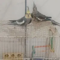 عروس هلندی زیبا وآواز خون