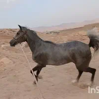 کره مادیان‌|اسب و تجهیزات اسب‌سواری|رونیز, |دیوار