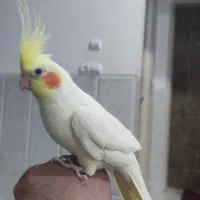 کوتوله و عروس هلندی|پرنده|یزد, |دیوار