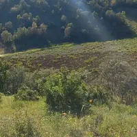 فروش زمین کشاورزی