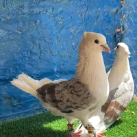 دوجفت دوکت