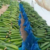 فروش یک هکتار گلخانه سنددار بر به خیابان اصلی|فروش زمین و ملک کلنگی|ورامین, ورامین|دیوار