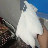 ساعت مچی|ساعت|زابل, |دیوار