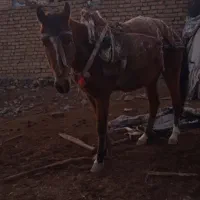 این حیوان خیلی اروم