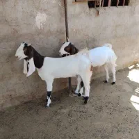 بز پاکستانی