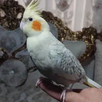 عروس ماده آهویی