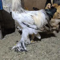 نیمچه برهما