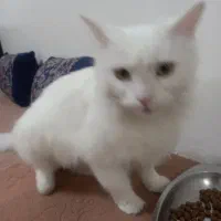 گربه پرشین ماده