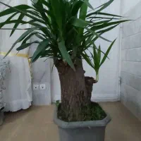 گل خاص|گل و گیاه طبیعی|محلات, |دیوار