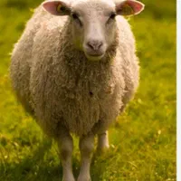 سلاخی گوسفند سیار