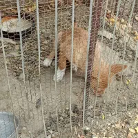 سگ نژاد دار