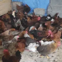 مرغ وخروس محلی|حیوانات مزرعه|جم, |دیوار