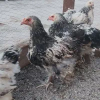 خروس برهما