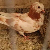کبوتر گرفتنی