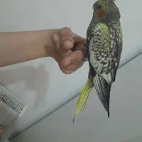 عروس هلندی۱ونیم ماهه نر سالم و شیطون|پرنده|شهریار, شهرک مصطفی خمینی|دیوار