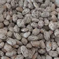 لوبیا چیتی سراب