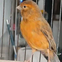 قناری ماده آماده