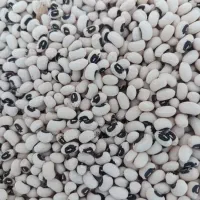 لوبیا خشک و تمیز